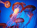 Jellyfish 2 by Sea life